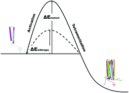 Graphical abstract: Re-designing the α-synuclein tetramer