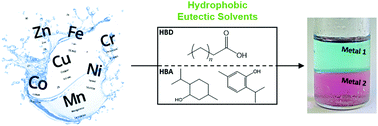 Graphical abstract: Sustainable hydrophobic terpene-based eutectic solvents for the extraction and separation of metals