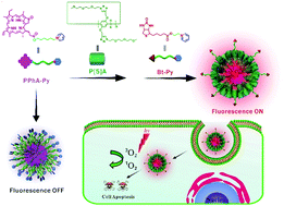 Graphical abstract: Enhancing the efficacy of photodynamic therapy (PDT) via water-soluble pillar[5]arene-based supramolecular complexes