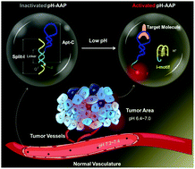 Graphical abstract: Ultra-pH-responsive split i-motif based aptamer anchoring strategy for specific activatable imaging of acidic tumor microenvironment