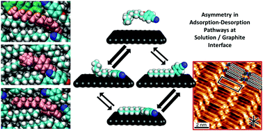 Graphical abstract: Amphiphile self-assembly dynamics at the solution-solid interface reveal asymmetry in head/tail desorption