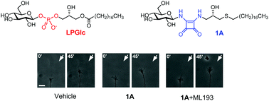 Graphical abstract: Squaryl group modified phosphoglycolipid analogs as potential modulators of GPR55