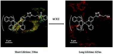 Graphical abstract: An iridium complex-based probe for photoluminescence lifetime imaging of human carboxylesterase 2 in living cells