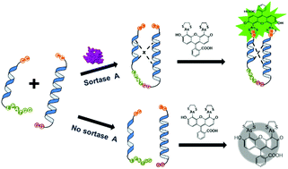 Graphical abstract: Transpeptidation-directed intramolecular bipartite tetracysteine display for sortase activity assay