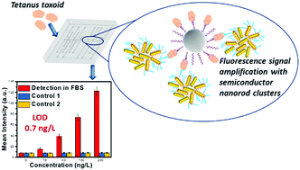 Graphical abstract: Highly fluorescent, monolithic semiconductor nanorod clusters for ultrasensitive biodetection