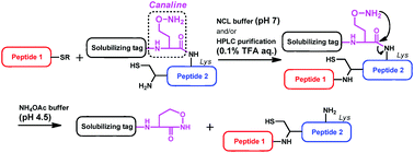 Graphical abstract: Peptide self-cleavage at a canaline residue: application to a solubilizing tag system for native chemical ligation