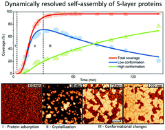 Graphical abstract: Dynamically resolved self-assembly of S-layer proteins on solid surfaces