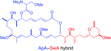 Graphical abstract: Development of a novel inducer of protein–protein interactions based on aplyronine A