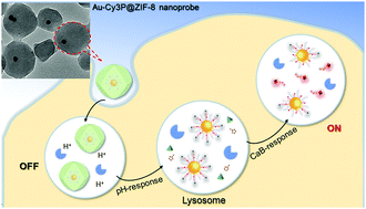 Graphical abstract: A core–shell nanoparticle–peptide@metal–organic framework as pH and enzyme dual-recognition switch for stepwise-responsive imaging in living cells