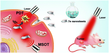 Graphical abstract: Two-dimensional tellurium nanosheets for photoacoustic imaging-guided photodynamic therapy