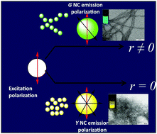 Graphical abstract: Luminescence polarization of gold nanoclusters reveals directional self-assembly