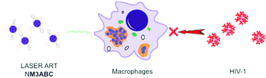 Graphical abstract: ProTide generated long-acting abacavir nanoformulations