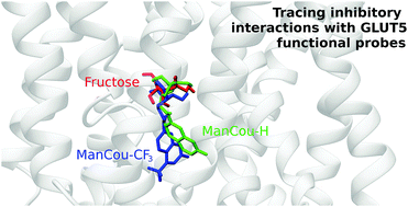 Graphical abstract: Integrating molecular probes and molecular dynamics to reveal binding modes of GLUT5 activatory and inhibitory ligands