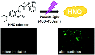 Graphical abstract: Development and cellular application of visible-light-controllable HNO releasers based on caged Piloty's acid