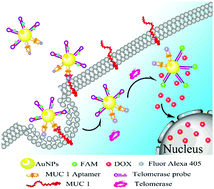 Graphical abstract: In situ fluorescence monitoring of diagnosis and treatment: a versatile nanoprobe combining tumor targeting based on MUC1 and controllable DOX release by telomerase