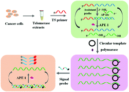 Graphical abstract: A triple-amplification strategy for sensitive detection of telomerase at the single-cell level