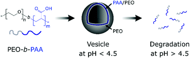 Graphical abstract: Self-assembly/disassembly of giant double-hydrophilic polymersomes at biologically-relevant pH