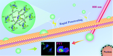 Graphical abstract: Supercharged fluorescent protein functionalized water-soluble poly(N-phenylglycine) nanoparticles for highly effective imaging-guided photothermal therapy