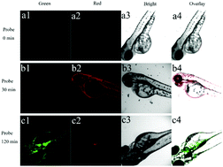 Graphical abstract: A multi-signal mitochondria-targeted fluorescent probe for real-time visualization of cysteine metabolism in living cells and animals