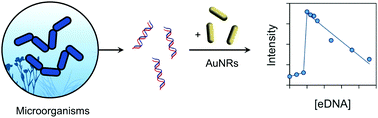 Graphical abstract: Tunable plasmonic colorimetric assay with inverse sensitivity for extracellular DNA quantification