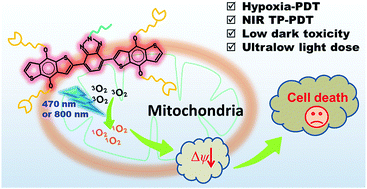 Graphical abstract: A water soluble donor–acceptor–donor conjugated oligomer as a photosensitizer for mitochondria-targeted photodynamic therapy