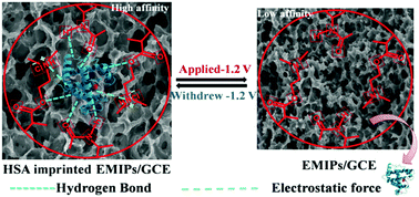Graphical abstract: An electro-responsive imprinted biosensor with switchable affinity toward proteins