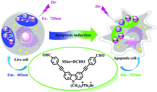 Graphical abstract: Rational design of a ratiometric two-photon fluorescent probe for real-time visualization of apoptosis