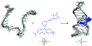 Graphical abstract: Noncovalent spin-labeling of RNA: the aptamer approach