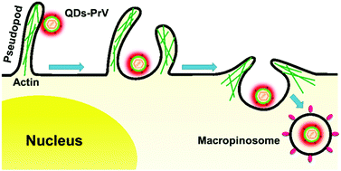 Graphical abstract: Internalization of the pseudorabies virus via macropinocytosis analyzed by quantum dot-based single-virus tracking