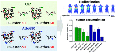 Graphical abstract: Subtle changes in network composition impact the biodistribution and tumor accumulation of nanogels