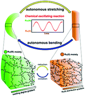 Graphical abstract: A self-deformable gel system with asymmetric shape change based on a gradient structure