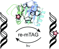 Graphical abstract: Efficient cosubstrate enzyme pairs for sequence-specific methyltransferase-directed photolabile caging of DNA
