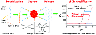 Graphical abstract: Coupling oligonucleotides possessing a poly-cytosine tag with magnetic ionic liquids for sequence-specific DNA analysis