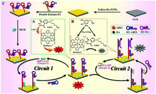 Graphical abstract: An ultrasensitive electrochemiluminescence biosensor for multiple detection of microRNAs based on a novel dual circuit catalyzed hairpin assembly