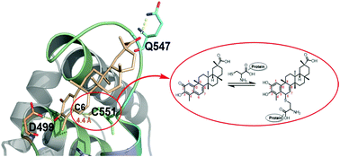 Graphical abstract: Celastrol binds to its target protein via specific noncovalent interactions and reversible covalent bonds