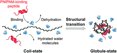 Graphical abstract: Bioinspired structural transition of synthetic polymers through biomolecular ligand binding