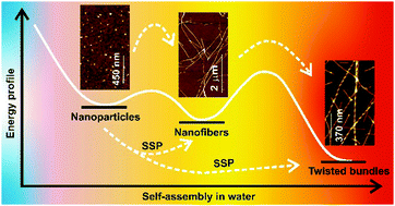 Graphical abstract: Pathway driven self-assembly and living supramolecular polymerization in an amyloid-inspired peptide amphiphile