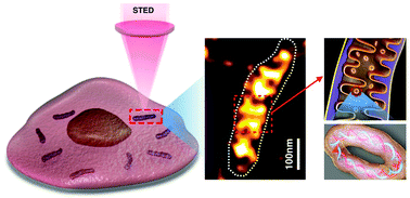 Graphical abstract: Visualization of mitochondrial DNA in living cells with super-resolution microscopy using thiophene-based terpyridine Zn(ii) complexes