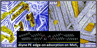 Graphical abstract: Edge-on adsorption of multi-chain functional alkanes stabilizes noncovalent monolayers on MoS2