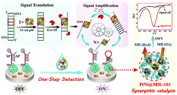Graphical abstract: A one-step structure-switching electrochemical sensor for transcription factor detection enhanced with synergistic catalysis of PtNi@MIL-101 and Exo III-assisted cycling amplification