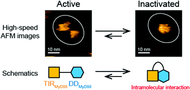 Graphical abstract: Intramolecular interaction suggests an autosuppression mechanism for the innate immune adaptor protein MyD88