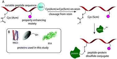 Graphical abstract: Reviving old protecting group chemistry for site-selective peptide–protein conjugation