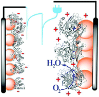 Graphical abstract: Fuel-independent and membrane-less self-charging biosupercapacitor