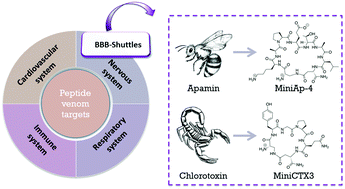 Graphical abstract: From venoms to BBB-shuttles. MiniCTX3: a molecular vector derived from scorpion venom