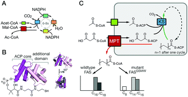 Graphical abstract: Analysis and engineering of substrate shuttling by the acyl carrier protein (ACP) in fatty acid synthases (FASs)