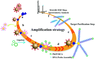 Graphical abstract: DNA-Mediated rolling circle amplification for ultrasensitive detection of thrombin using MALDI-TOF mass spectrometry