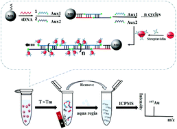 Graphical abstract: Enzyme-free amplified DNA assay: five orders of linearity provided by metal stable isotope detection