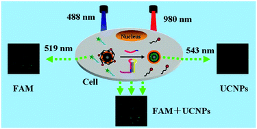 Graphical abstract: Enhancing intracellular microRNA imaging: a new strategy combining double-channel exciting single colour fluorescence with the target cycling amplification reaction