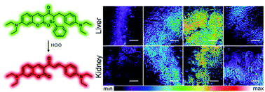 Graphical abstract: A two-photon fluorescent probe for ratiometric visualization of hypochlorous acid in live cells and animals based on a selenide oxidation/elimination tandem reaction