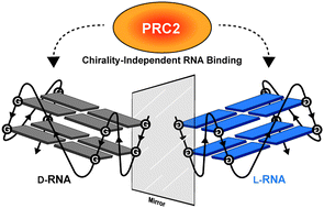 Graphical abstract: Polycomb repressive complex 2 binds RNA irrespective of stereochemistry